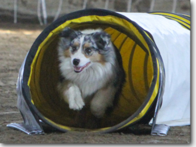 Cloud, Australian Shepherd
